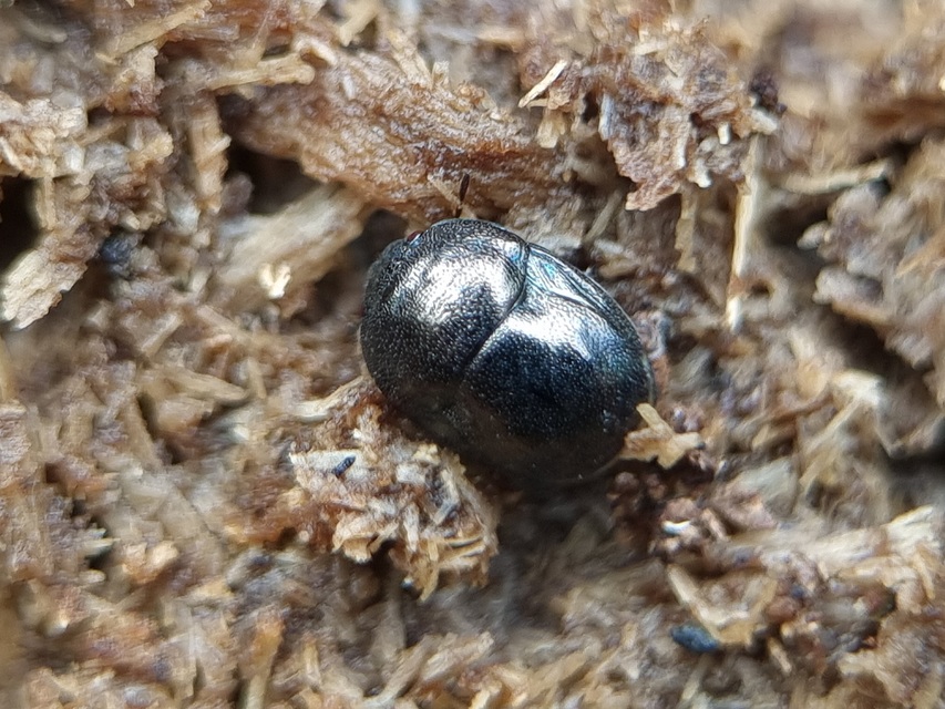 Thyreocoris