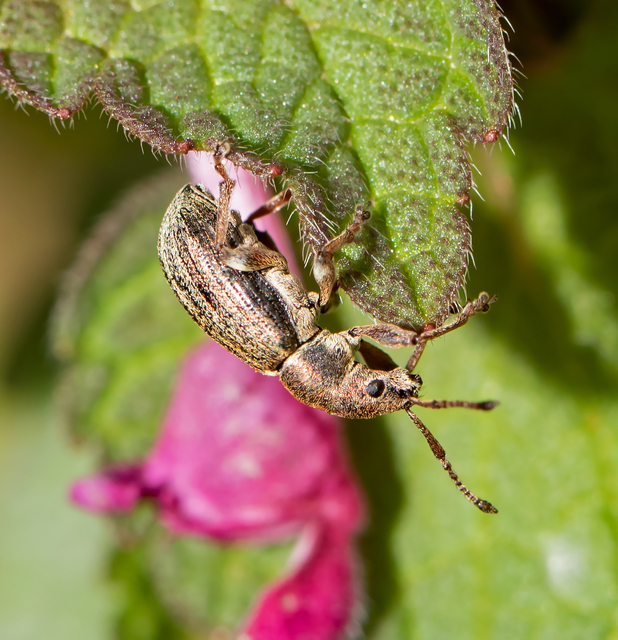 Phyllobius pyri - gyümölcsfa-levélormányos