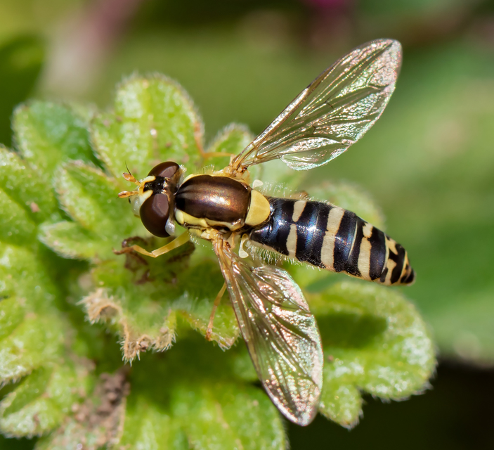 Sphaerophoria