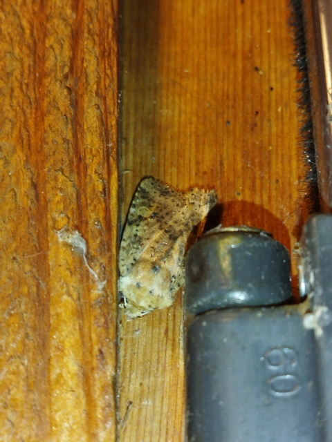 Conistra rubiginea - vörös őszibagoly