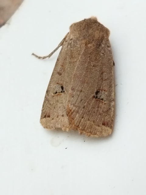 Conistra erythrocephala - vörösfejű őszibagoly