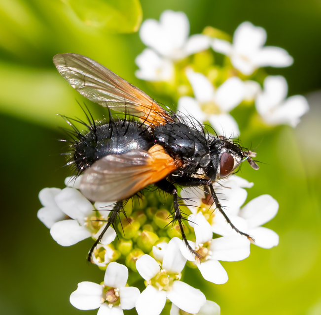 Zophomyia temula