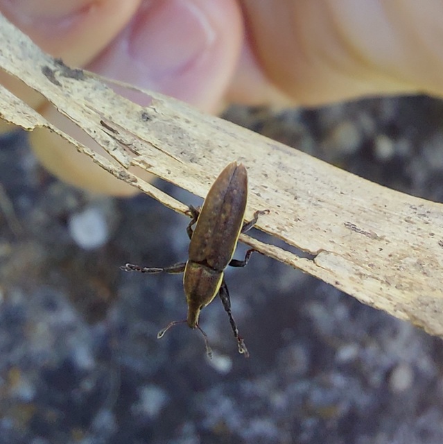 Lixus ochraceus - retek-dudvabarkó