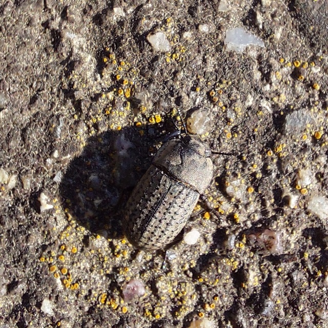 Opatrum sabulosum - sároshátú gyászbogár