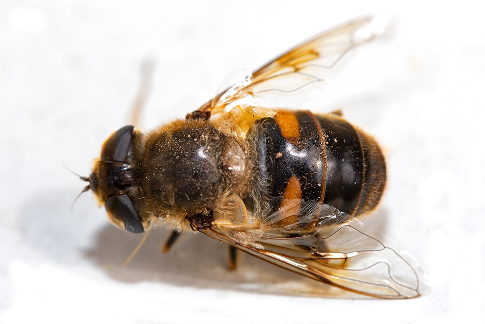 Eristalis tenax - közönséges herelégy