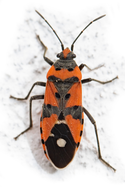 Lygaeus equestris/simulans