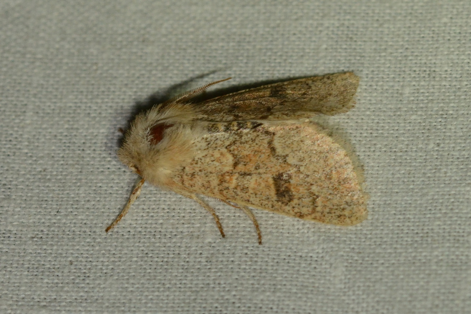 Orthosia miniosa - sárgás barkabagoly