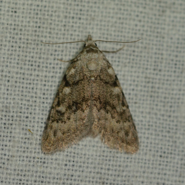Nola cicatricalis - szürke pamacsosszövő