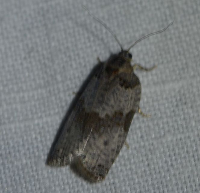 Pseudeulia asinana - korai sodrómoly