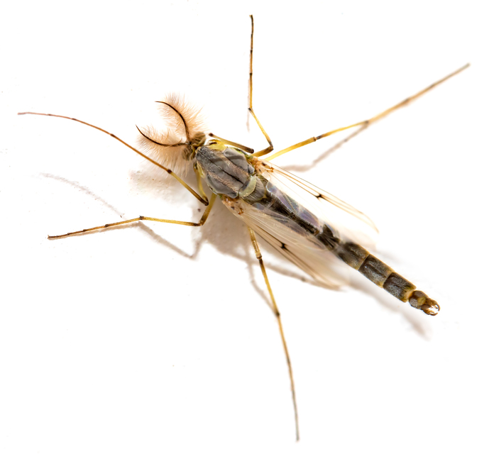 Chironomini