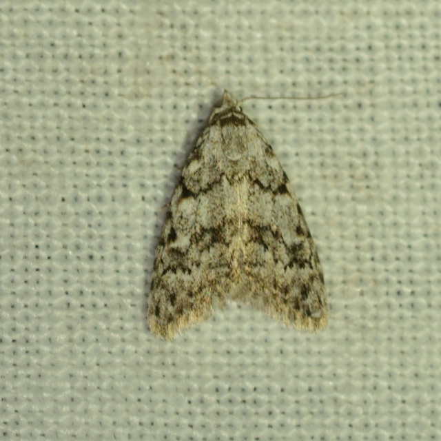 Nola cicatricalis - szürke pamacsosszövő