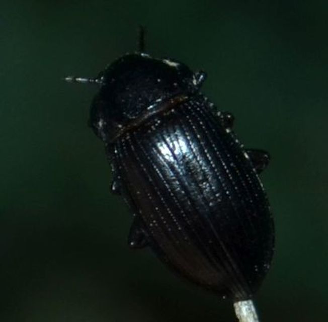 Nalassus dermestoides - rövidszárnyú gyászbogár