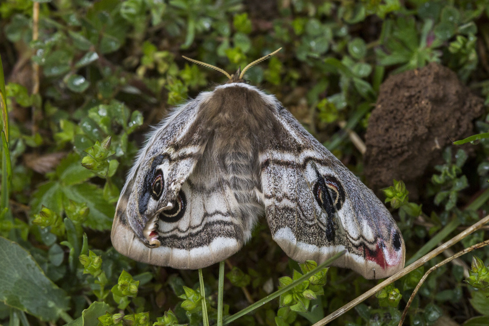 Saturnia pavoniella/pavonia