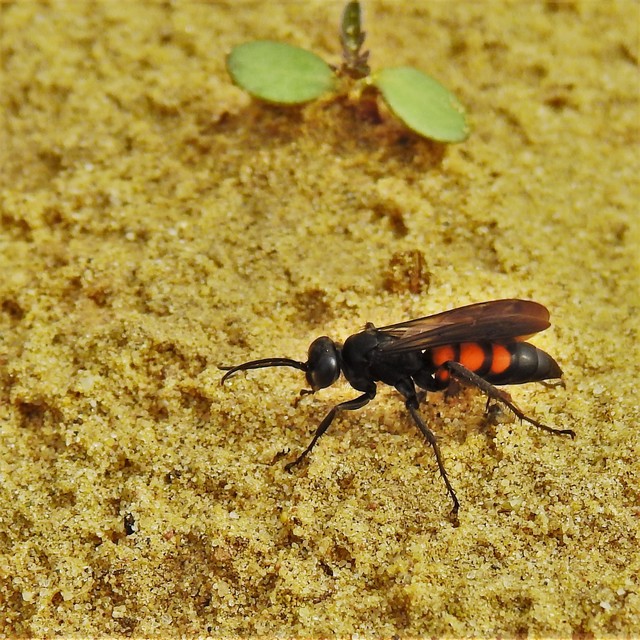 Anoplius viaticus - közönséges útonállódarázs