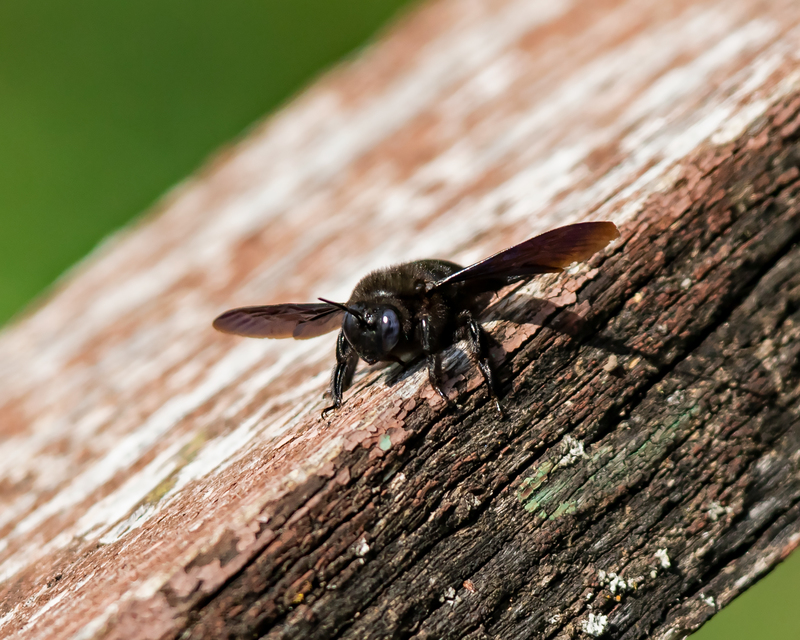 Xylocopa