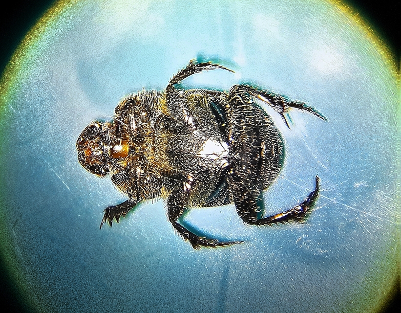 Onthophagus lemur - szalagos trágyatúró