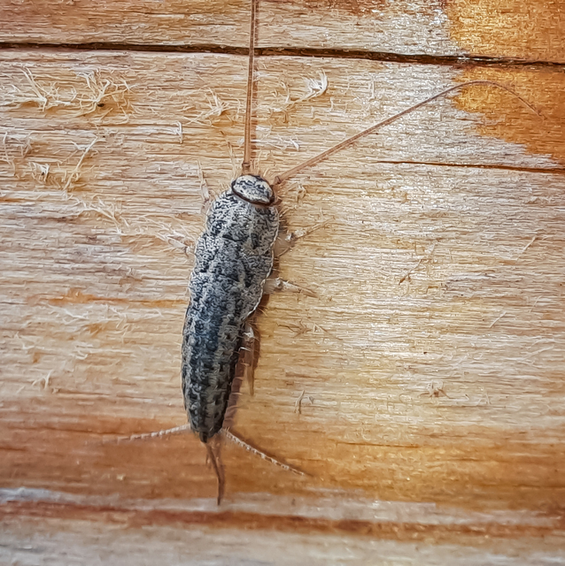 Ctenolepisma lineatum - sávos ősrovar