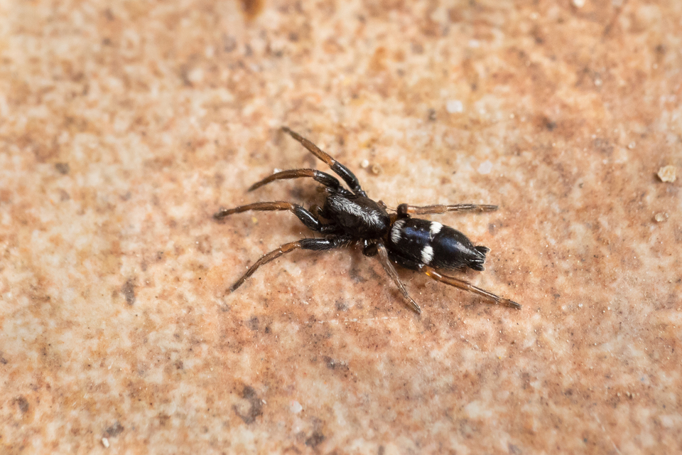 Aphantaulax cincta/trifasciata