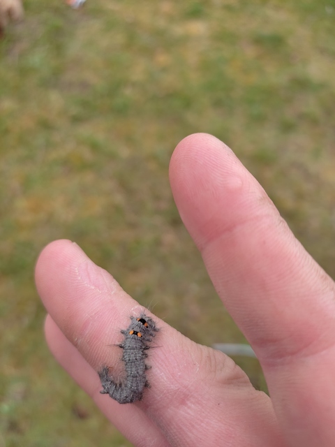 Gastropacha quercifolia - tölgylevélpohók
