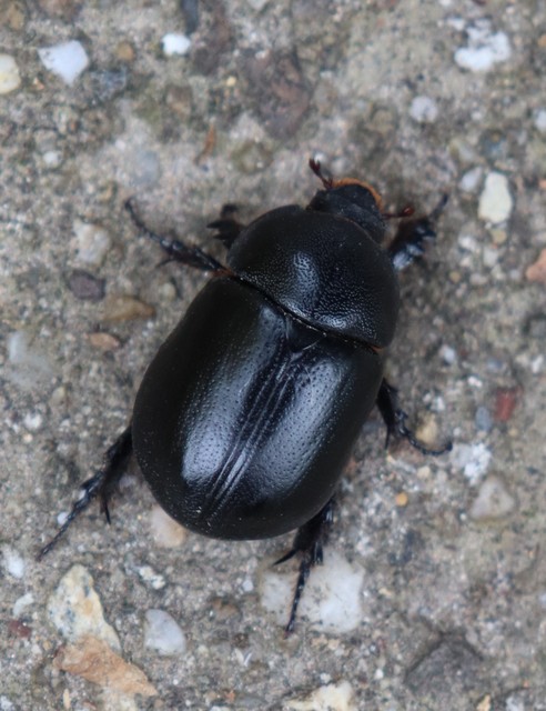 Pentodon idiota - butabogár