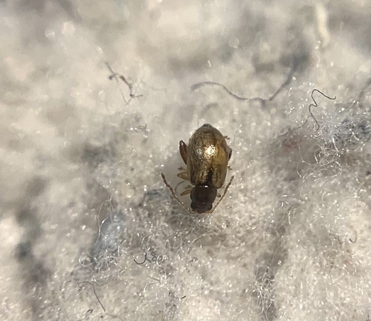 Longitarsus pratensis - közönséges útifű-földibolha