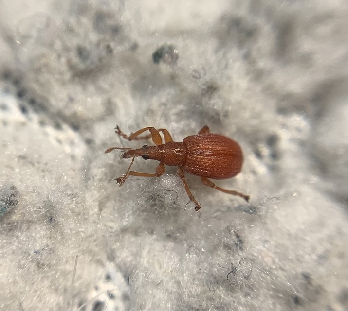 Apion frumentarium - vörös cickányormányos