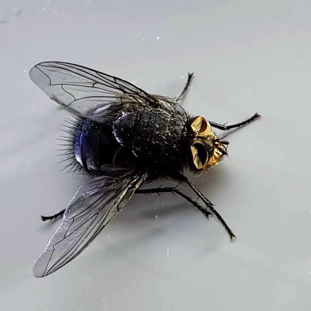 Calliphora vicina - kék dongólégy