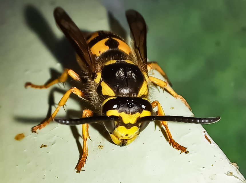 Vespula germanica - német darázs