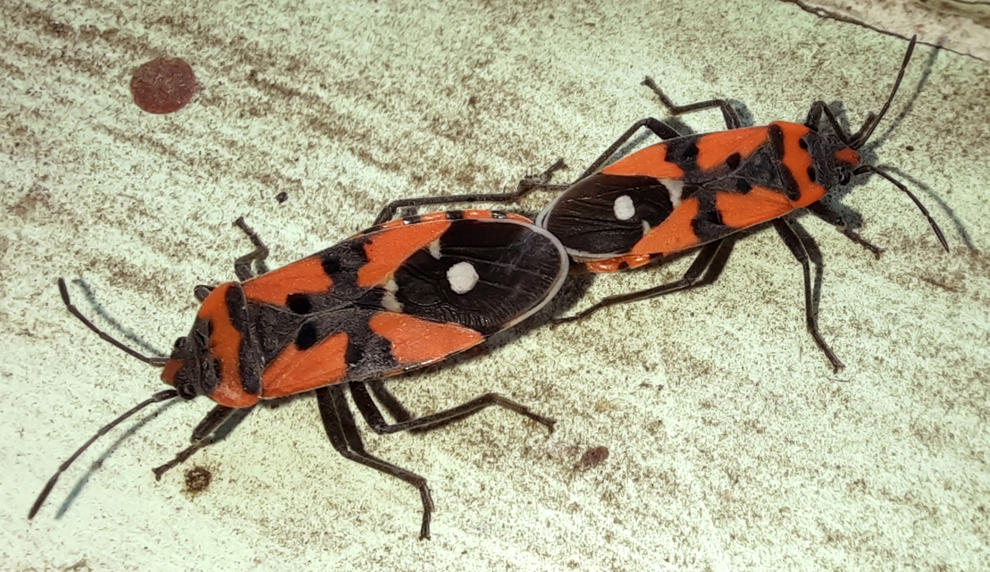 Lygaeus equestris/simulans