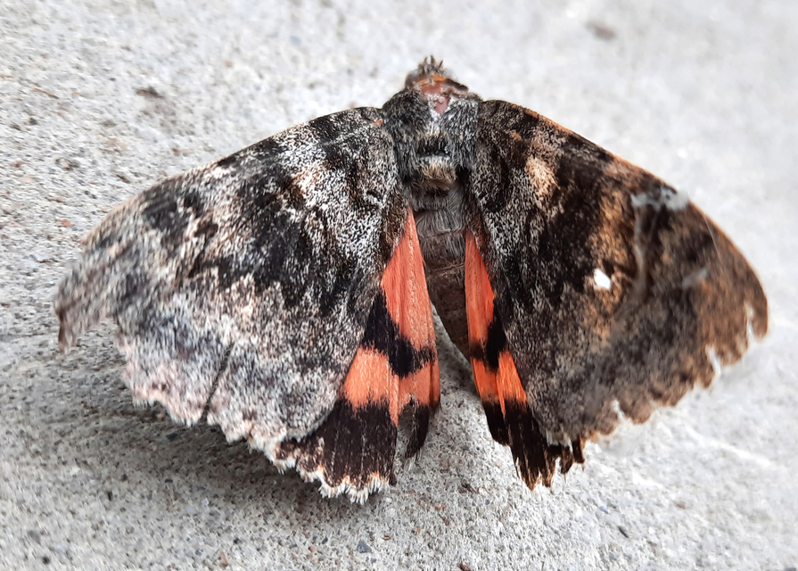 Catocala elocata - közönséges övesbagoly