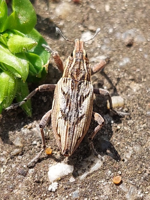 Coniocleonus nigrosuturatus - nyíljegyes barkó