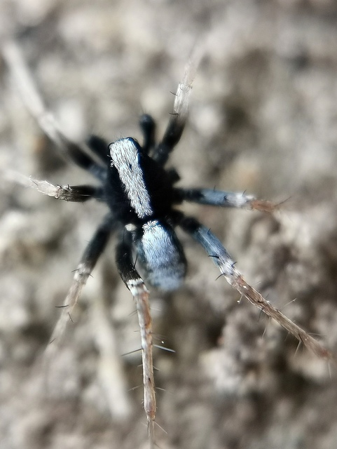 Pardosa alacris - sárgafoltos gyászfarkaspók