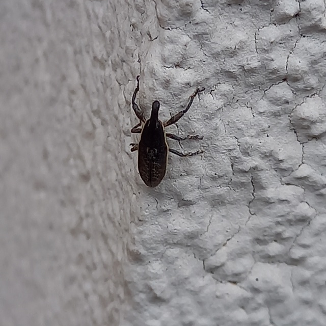 Lixus ochraceus - retek-dudvabarkó