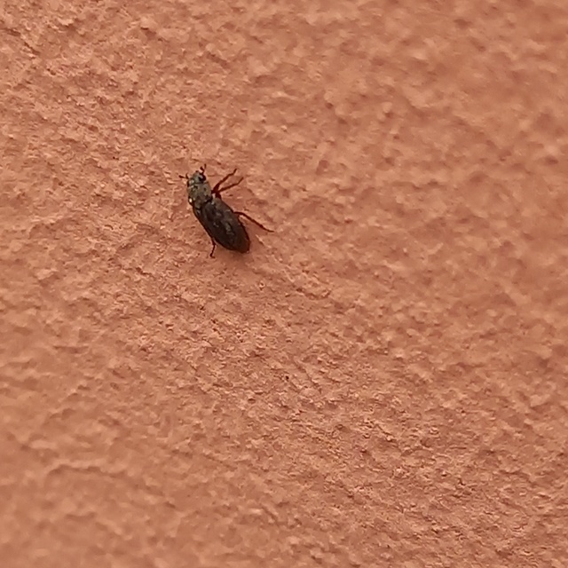 Helophoridae - vésettcsiborfélék