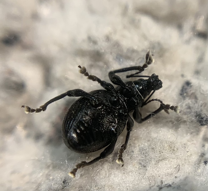 Otiorhynchus lirus - fényes gyalogormányos