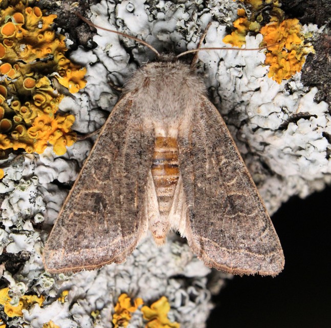 Orthosia gracilis - karcsú barkabagoly