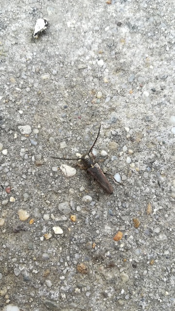 Phytoecia scutellata - sarlófűcincér