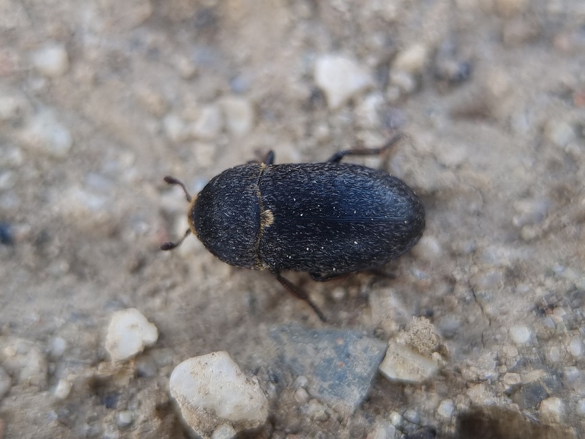 Dermestes laniarius - gyászos porva Dermestes laniarius - gyászos porva