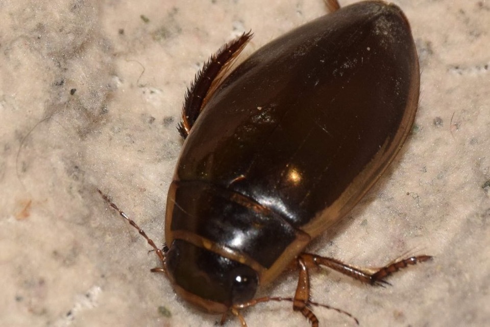 Dytiscus circumflexus - foltoshasú csíkbogár