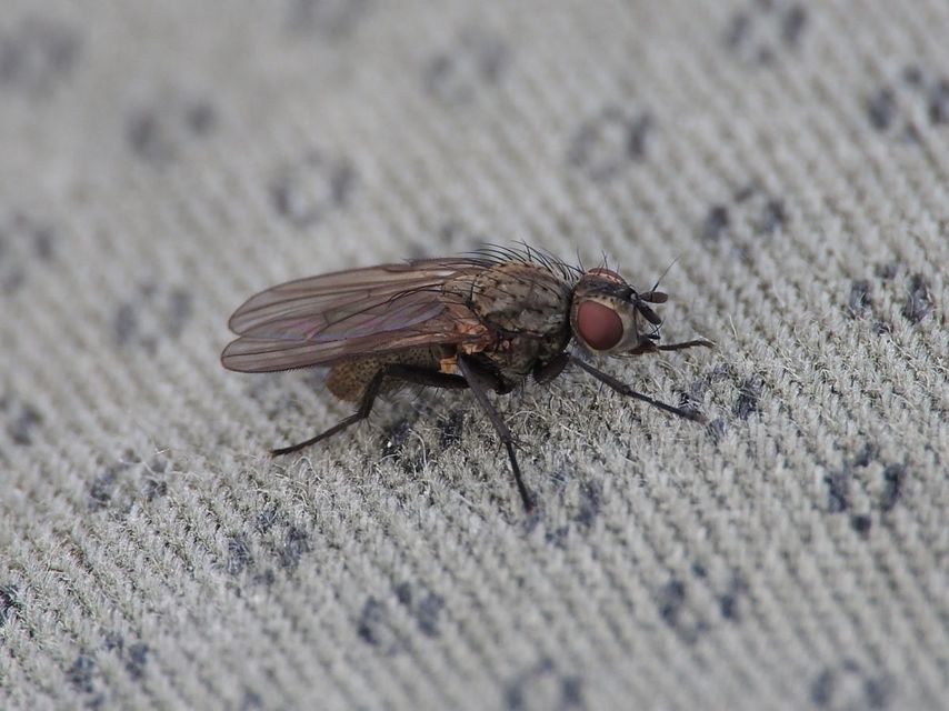 Anthomyiidae - viráglegyek