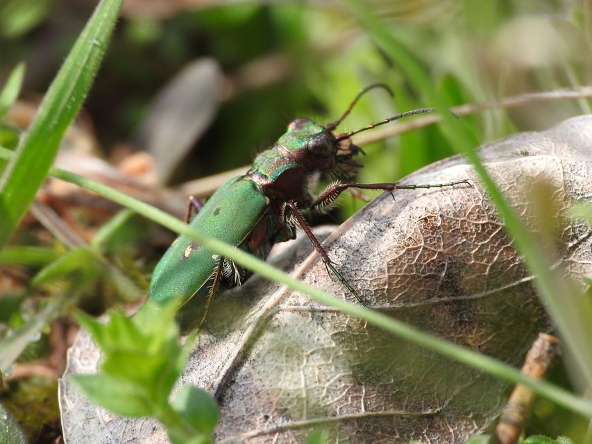 Cicindela campestris - mezei homokfutrinka