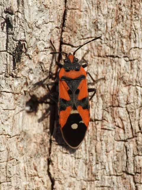 Lygaeus equestris/simulans