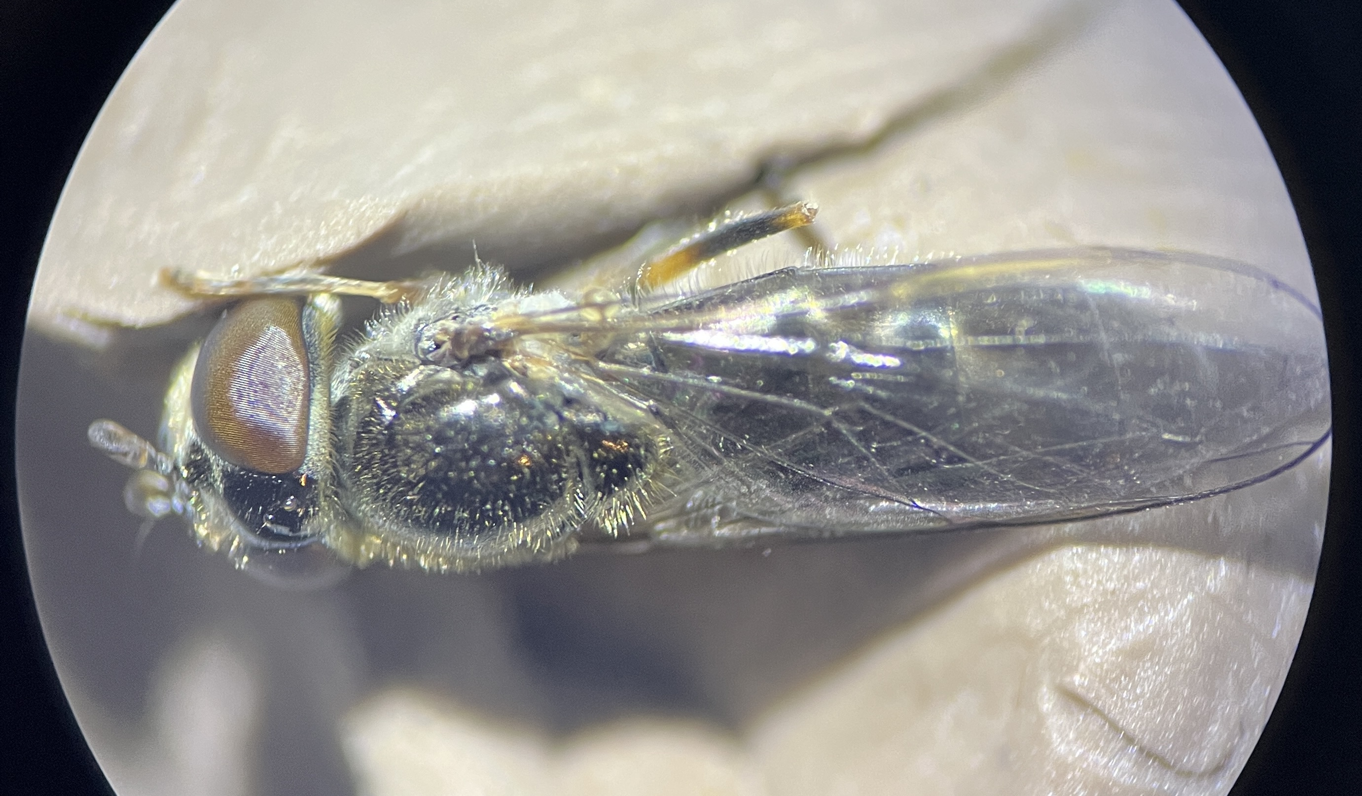 Platycheirus ambiguus - korai széleslábúlégy