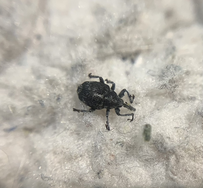 Mogulones albosignatus - gyöngyköles-tarkaormányos