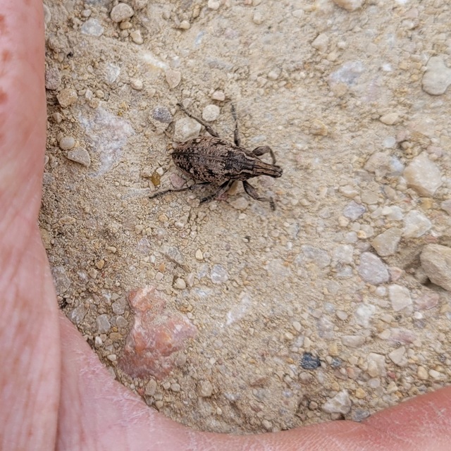 Leucophyes pedestris - négypettyes barkó