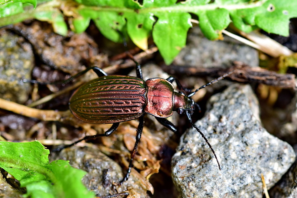 Carabus ulrichii - rezes futrinka