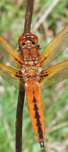Libellula fulva - kisfoltos laposacsa