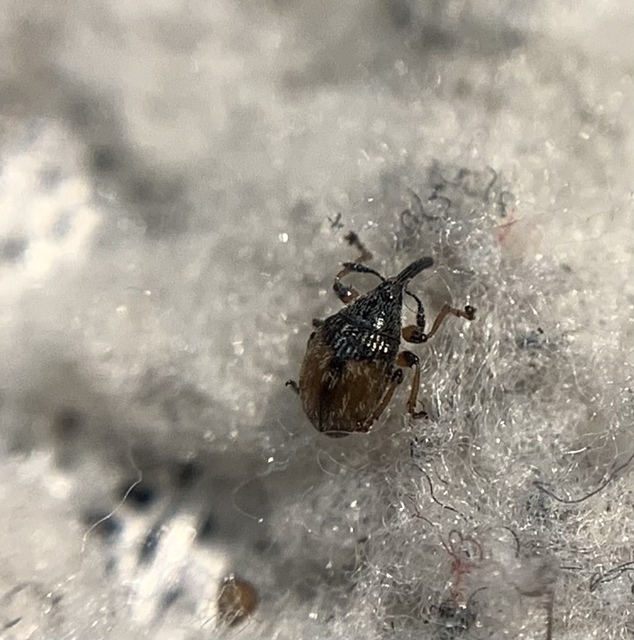 Dieckmanniellus gracilis - karcsú füzényormányos