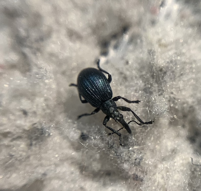 Eutrichapion punctiger - bükkönyrontó cickányormányos Eutrichapion punctiger - bükkönyrontó cickányormányos