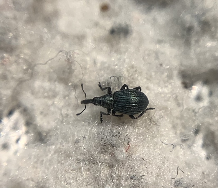 Mesotrichapion punctirostre - pontosorrú cickányormányos